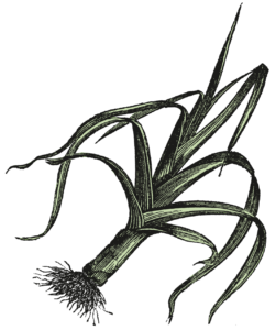Illu_farb_event-250x300